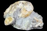 Hoplocaphites Ammonite Cluster - South Dakota #73841-1